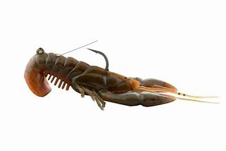 R2S STANDIN' YABBIE 80 CAUTION CRAW