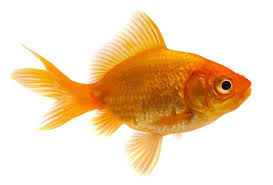 LIVE GOLD FISH 1/4LB