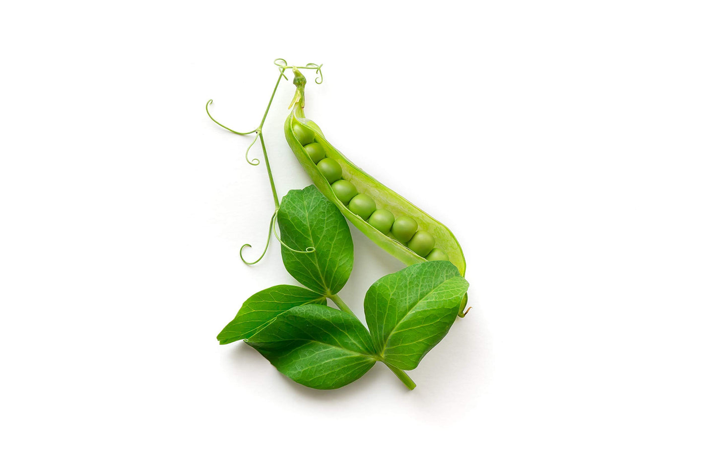 OREGON SUGAR POD PEAS SEED 1 LB