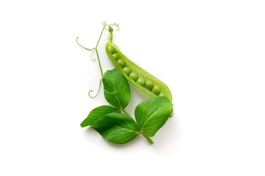 OREGON SUGAR POD PEAS SEED 1 LB
