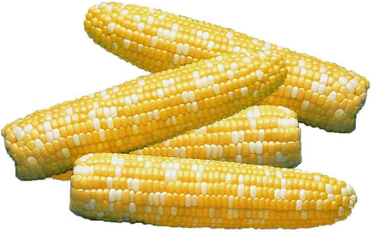 SERENDIPITY CORN SEED 1LBS